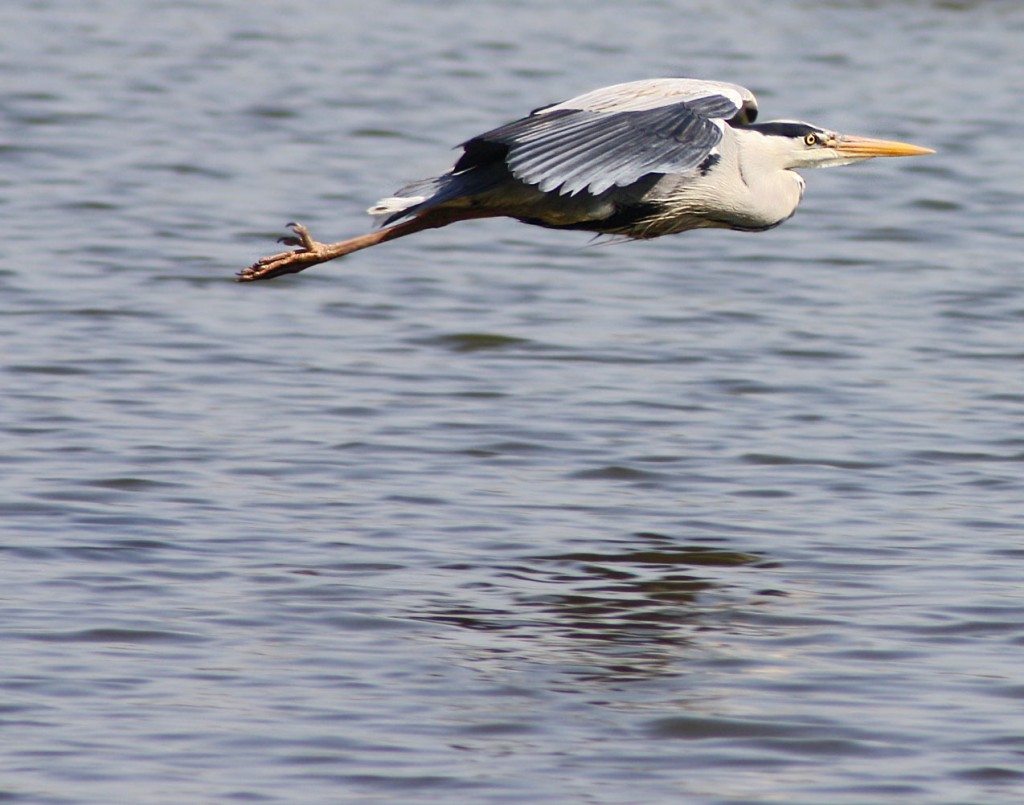 heron 2