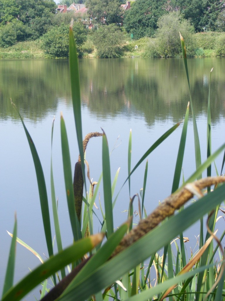 reedoriginal