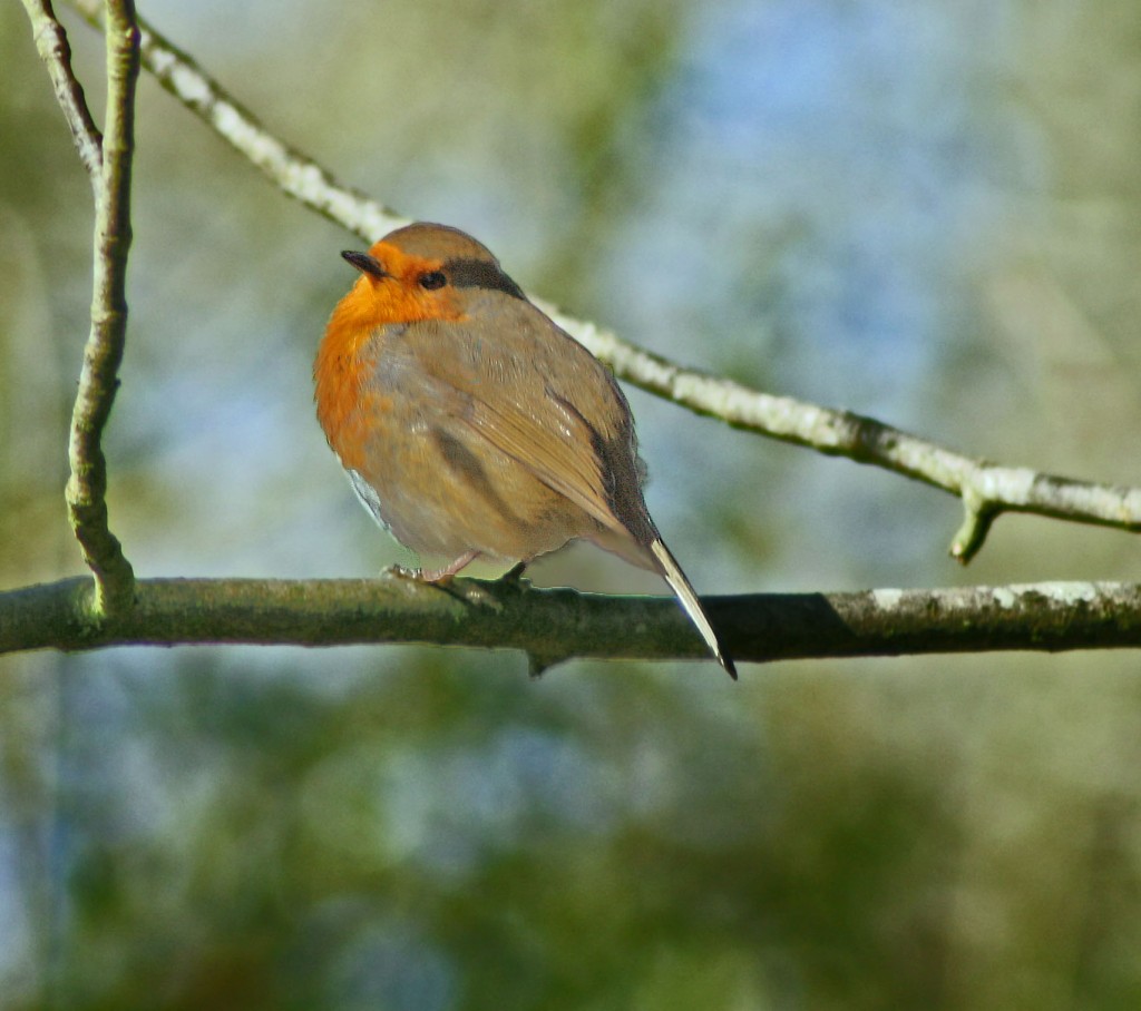 robin1
