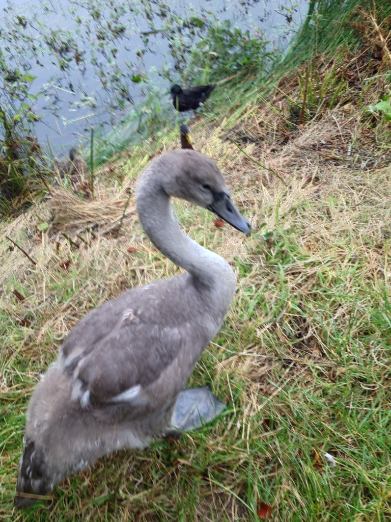 cygnet