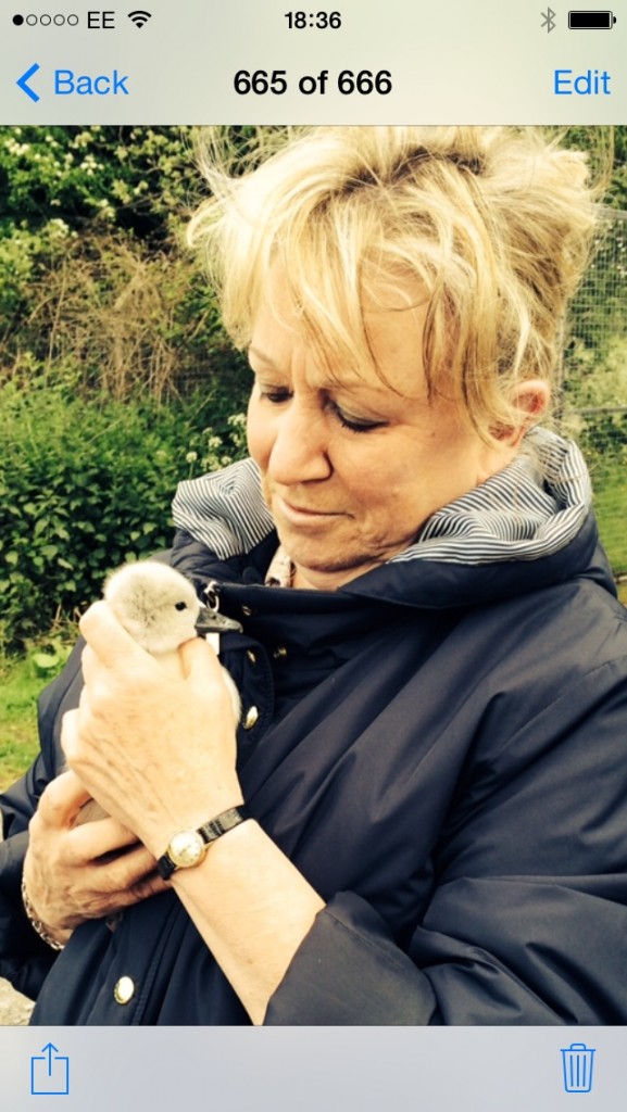 Rescuing Swans - yet again 30th May 2015