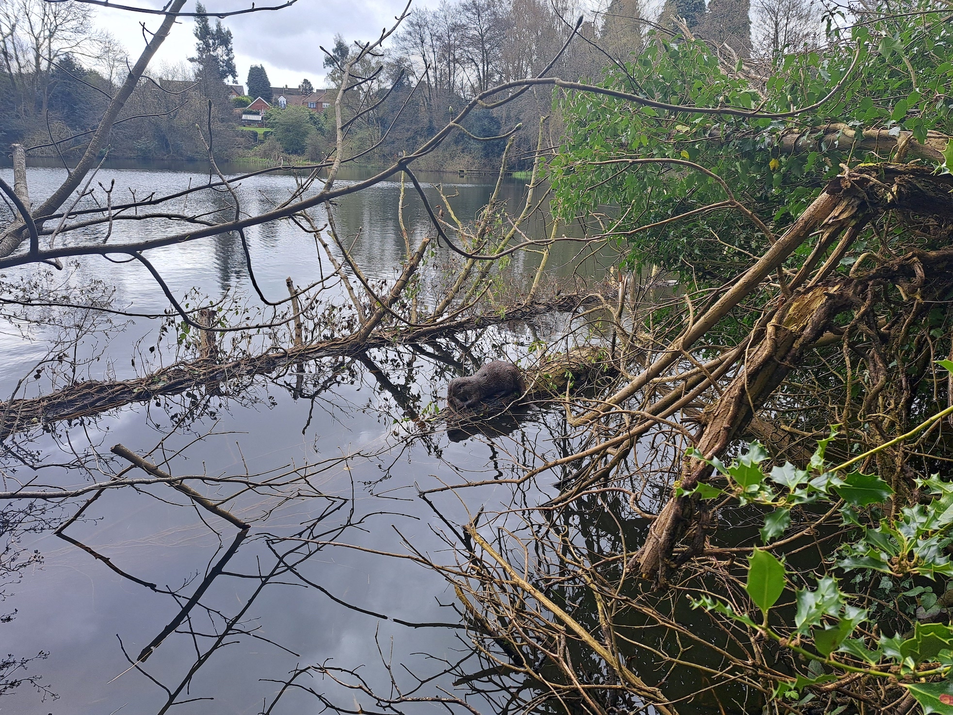 Otter at Cofton Lake