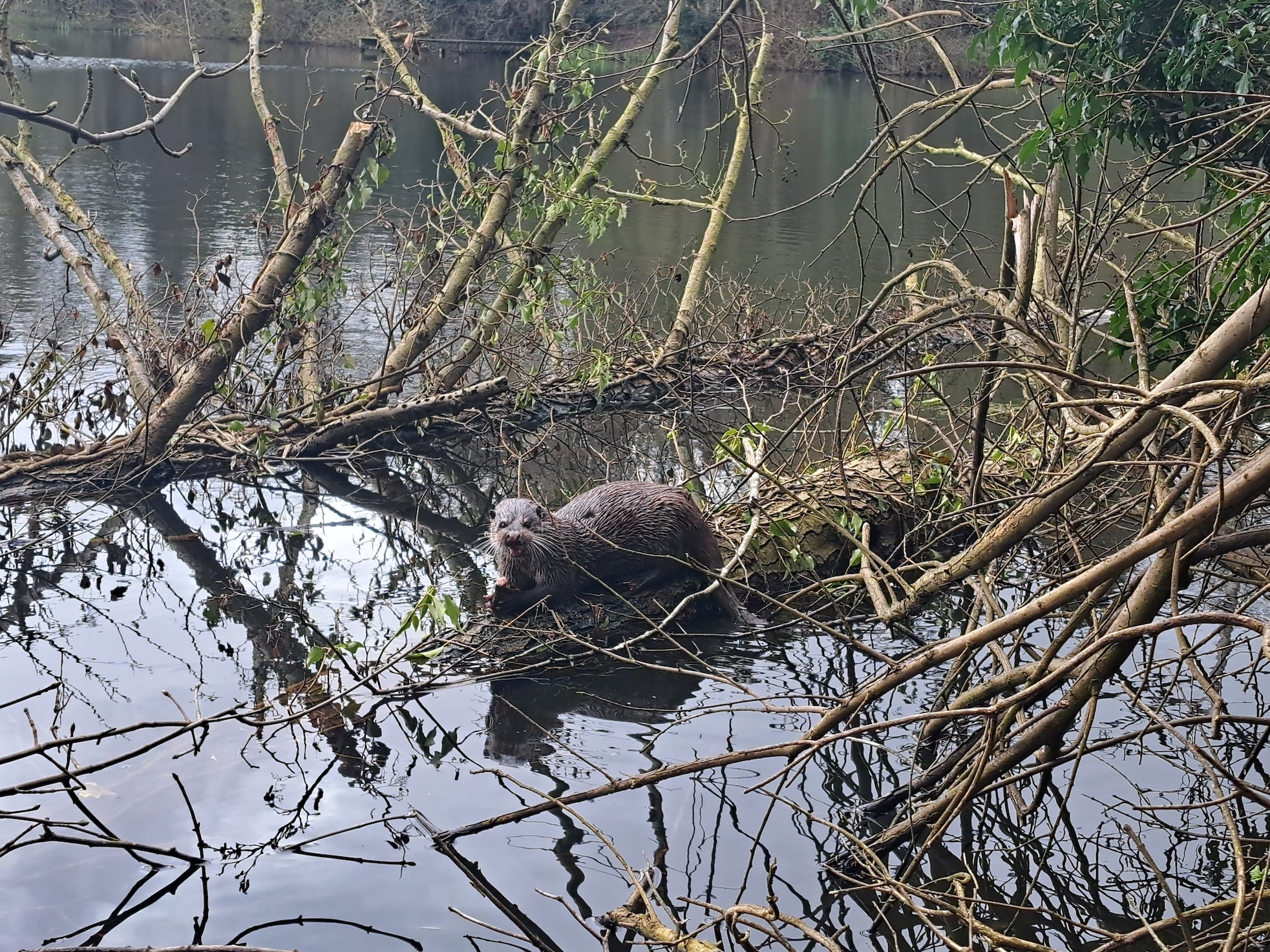 Otter at Cofton Lake