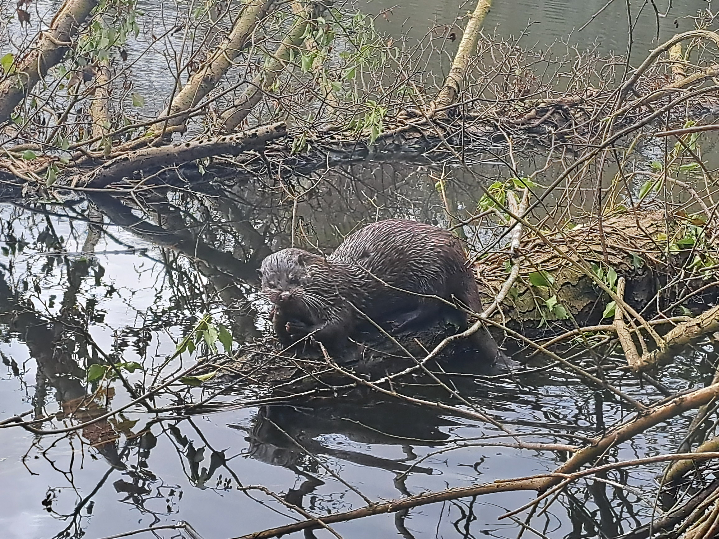 Otter at Cofton Lake